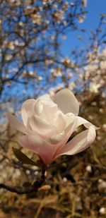 Close-up of cherry blossom