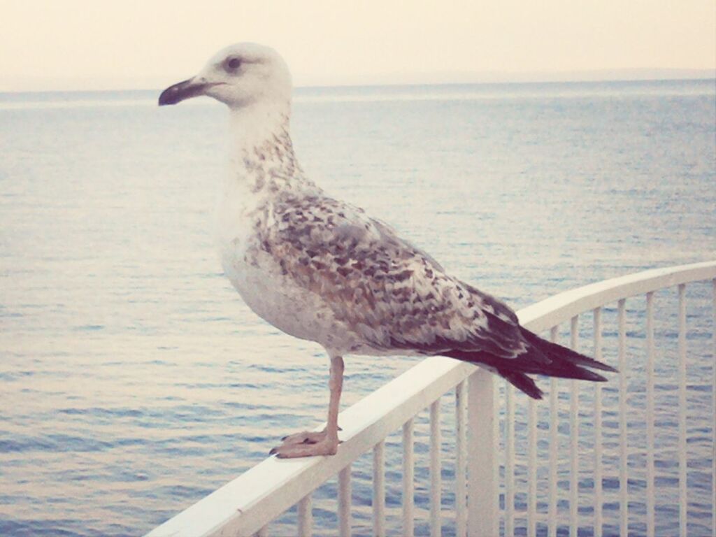 bird, animal themes, animals in the wild, one animal, wildlife, seagull, water, perching, beak, sea, side view, nature, focus on foreground, close-up, full length, sea bird, outdoors, day, no people, railing