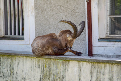 View of an animal against wall