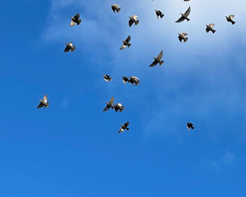 Low angle view of birds flying against clear sky