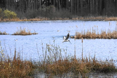 Birds in a lake