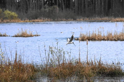 Birds in a lake