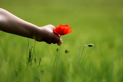 Close-up of flowers growing in field