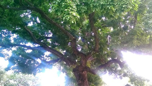 Low angle view of trees