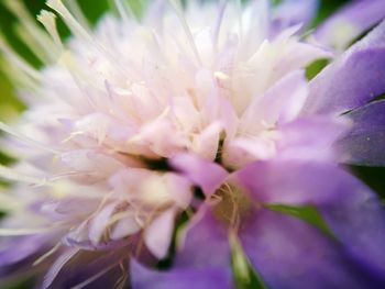 Macro shot of flower