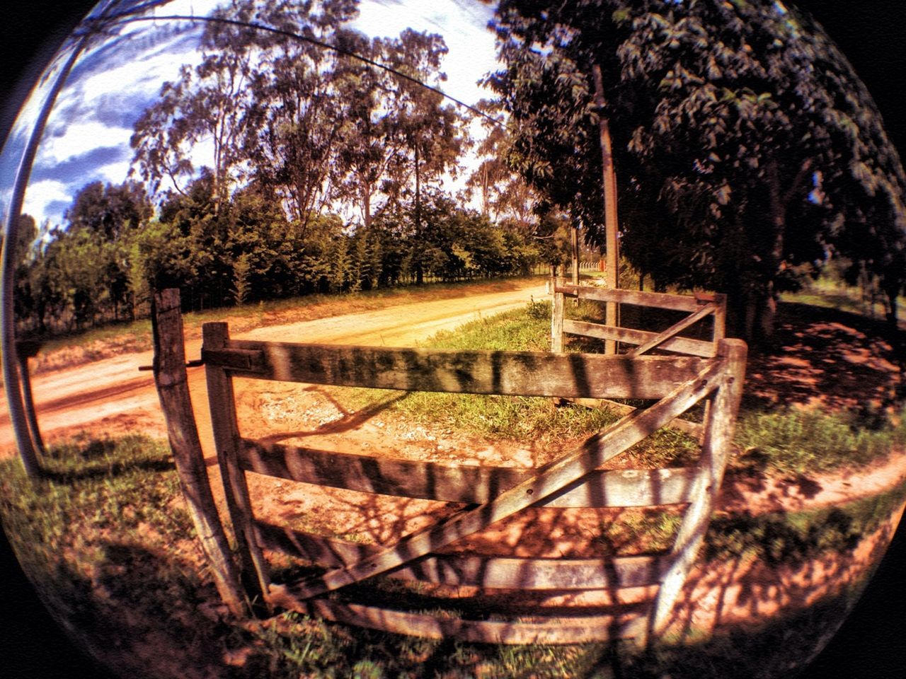 tree, growth, abandoned, plant, nature, tranquility, field, rusty, day, no people, outdoors, forest, green color, old, grass, sunlight, tranquil scene, wood - material, obsolete, damaged