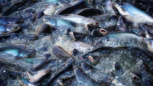 High angle view of fish for sale