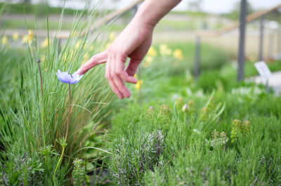 Close-up of hand touching flowering plants 