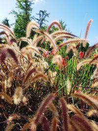 Close-up of plants growing on field against sky