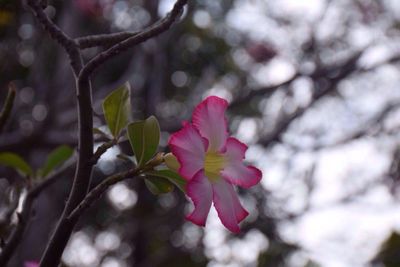 Close-up of pink flower tree