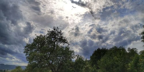 Low angle view of tree against sky