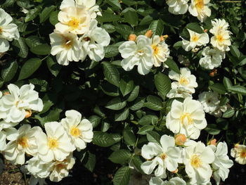 Close-up of flowers