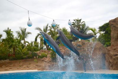 Dolphins in zoo