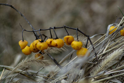 Close-up of yellow berries on plant