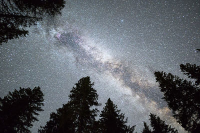 Low angle view of silhouette trees against sky at night