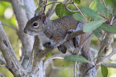 Close-up of squirrel on tree