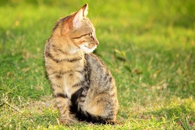 Cat sitting in a field