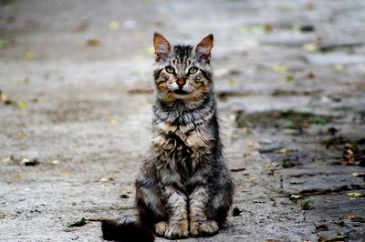 Portrait of cat on street