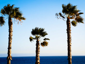 Palm tree by sea against clear sky