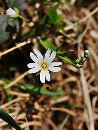 Close-up of white flowers