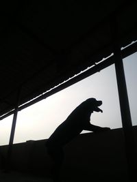 Low angle view of silhouette cat against clear sky