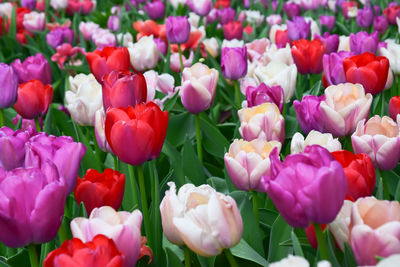 Tulips flowers garden in spring