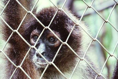 Close-up of monkey in cage