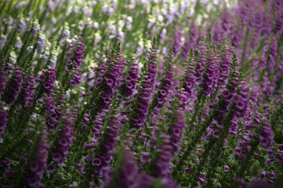 Purple flowering plants growing on field