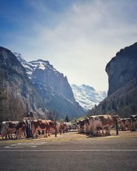 Cattle in the mountains 
