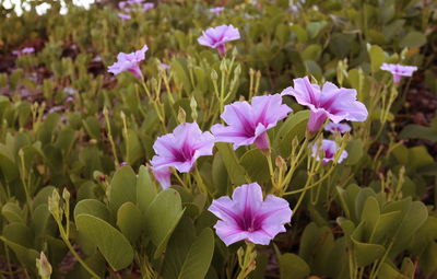 Close-up of pink flowering plants