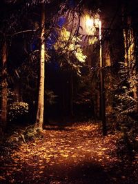 Trees in forest at night