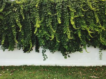 Ivy growing on tree