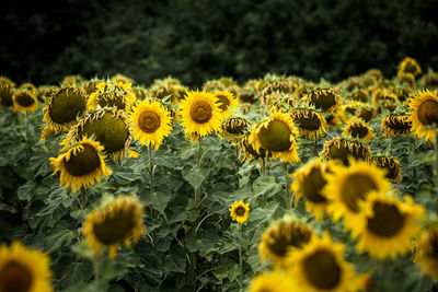 Close-up of yellow flowering plants on field