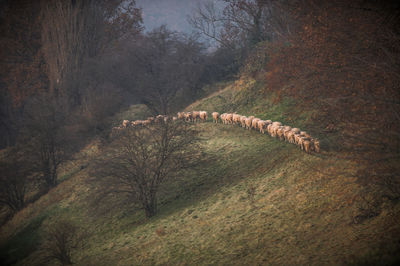 View of giraffe in forest