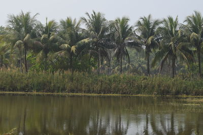 Scenic view of palm trees by lake against sky