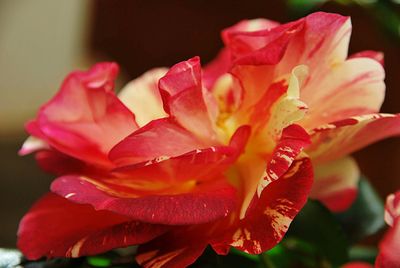 Close-up of pink rose