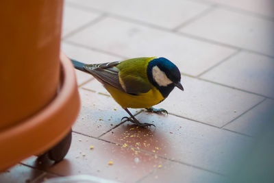 High angle view of bird on floor