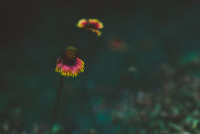 Close-up of pink flower against blurred background