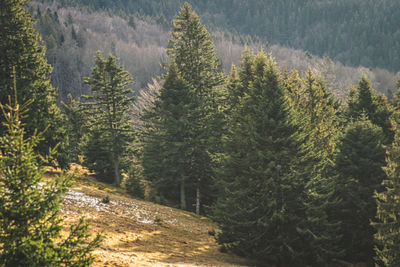 Pine trees in forest