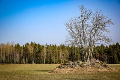 Panoramic shot of trees on field against sky
