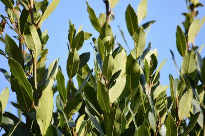 Low angle view of plants against blue sky