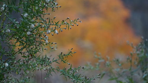 Close-up of flowering plant against tree