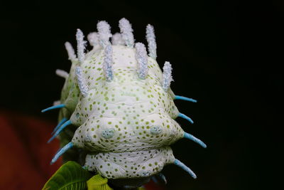 Close-up of a flower