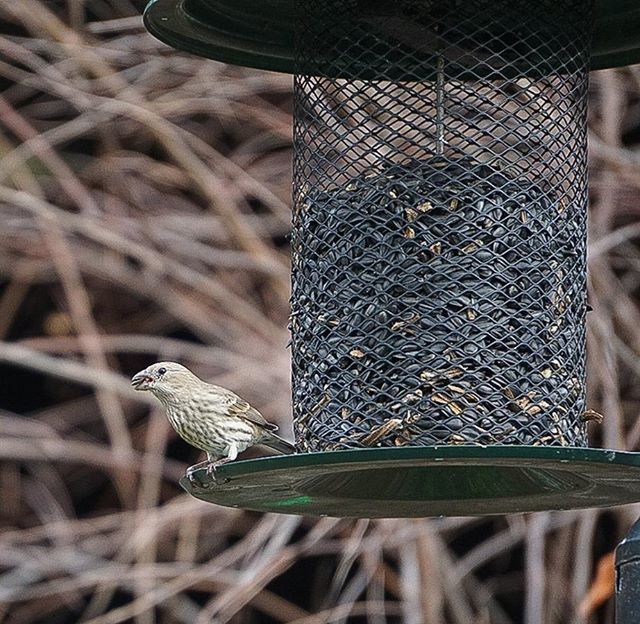 animal themes, animals in the wild, one animal, wildlife, bird, spread wings, focus on foreground, perching, flying, pigeon, full length, insect, close-up, selective focus, day, outdoors, animal wing, nature, side view, no people