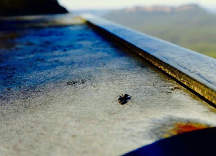 animal themes, animals in the wild, insect, wildlife, one animal, selective focus, close-up, nature, spider, surface level, focus on foreground, wood - material, high angle view, day, outdoors, no people, zoology, two animals, dead animal, full length