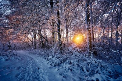 Frozen trees in forest during winter