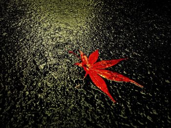 Close-up of maple leaves