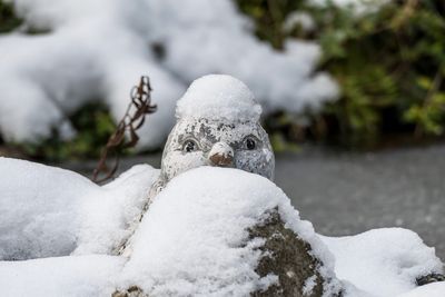 Close-up of snow covered statue