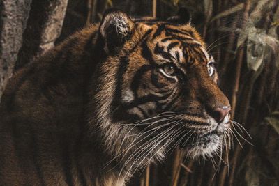 Close-up of tiger in forest