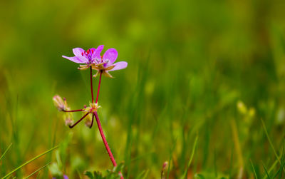 Close-up of pink flowering plant on field